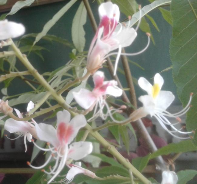 Aesculus indica 'Sydney Pearce'