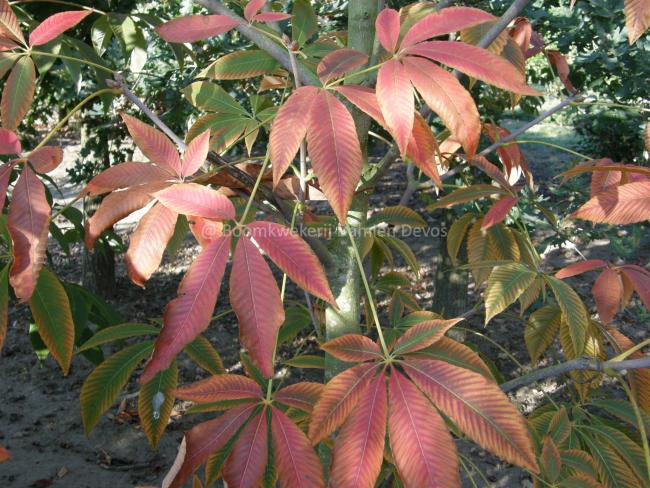 Aesculus neglecta 'Autumn Fire' (x)