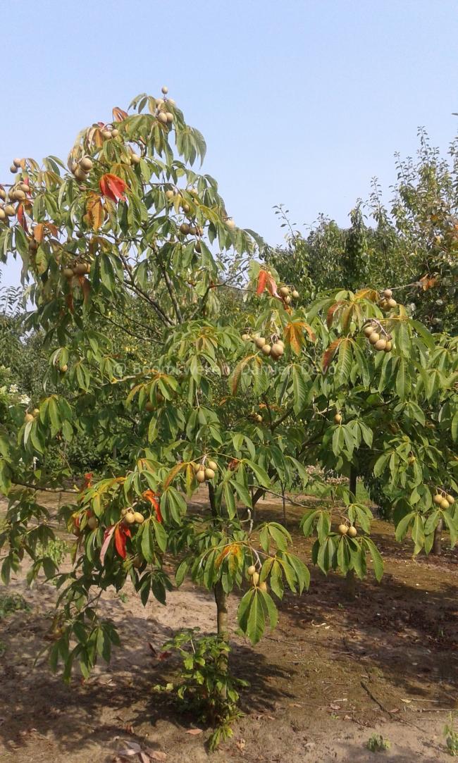 Aesculus neglecta 'Autumn Fire' (x)