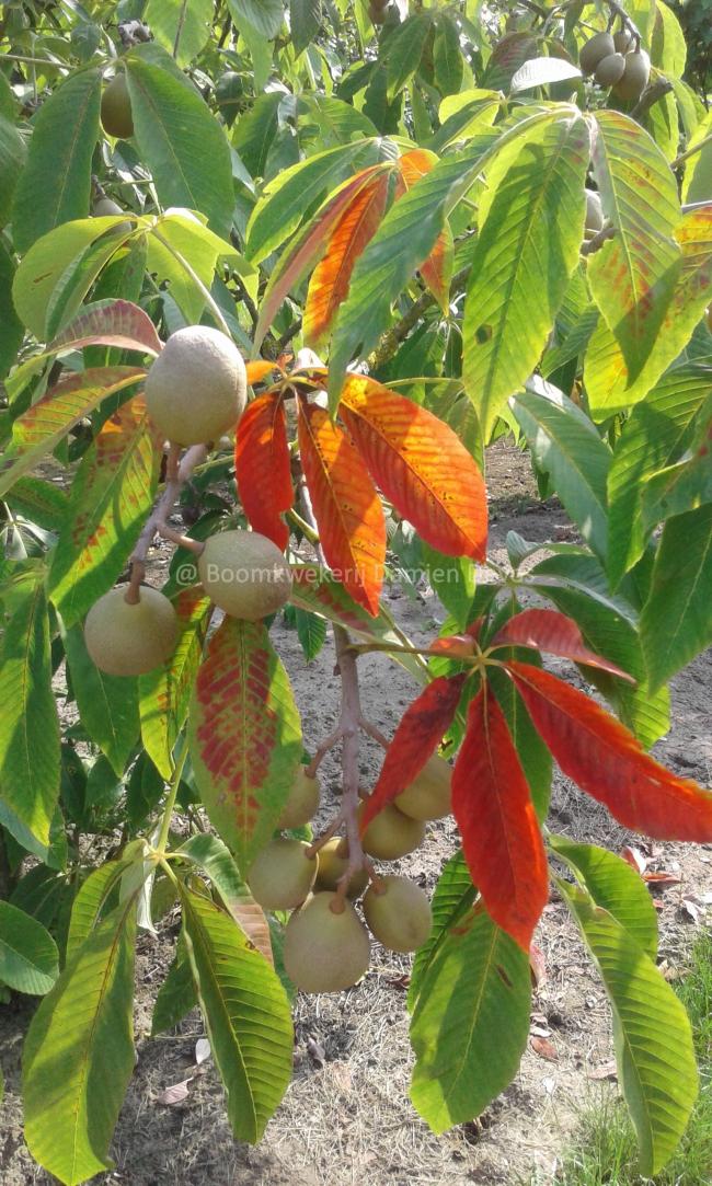 Aesculus neglecta 'Autumn Fire' (x)