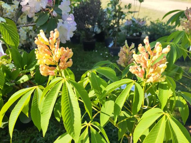 Aesculus neglecta 'Autumn Fire' (x)