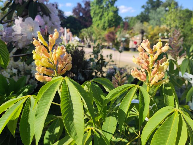 Aesculus neglecta 'Autumn Fire' (x)