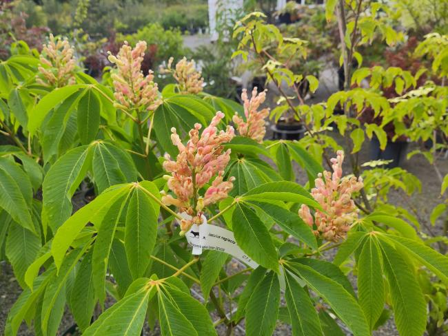 Aesculus neglecta 'Autumn Fire' (x)
