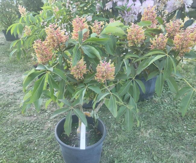 Aesculus pavia 'Purple Spring'