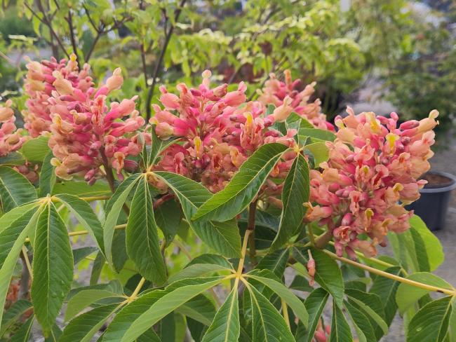 Aesculus pavia 'Purple Spring'