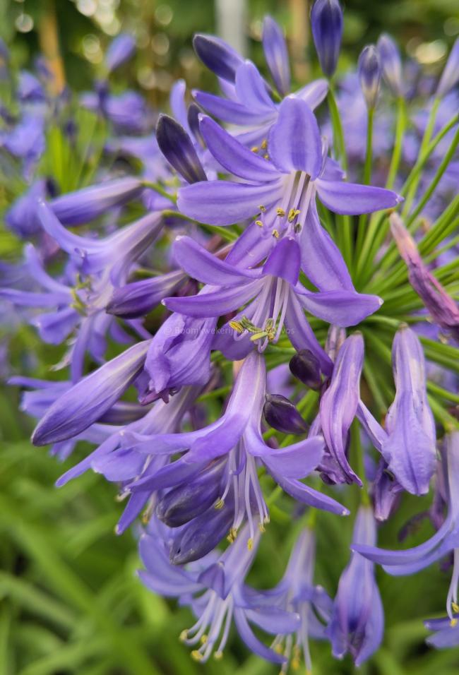 Agapanthus 'Carta' ®