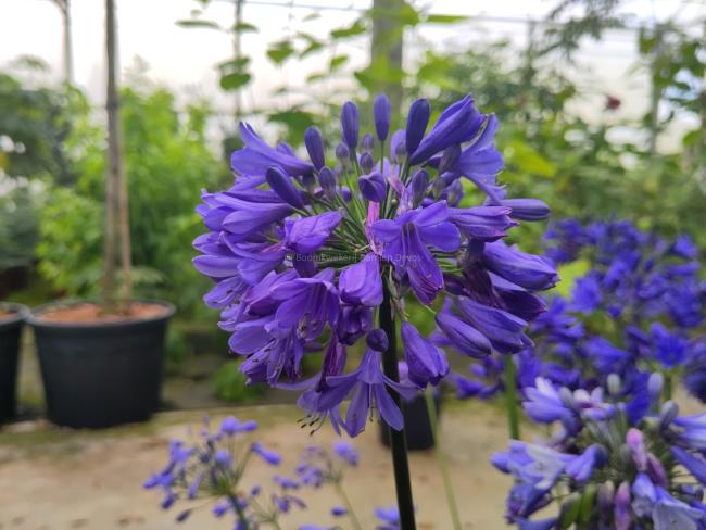 Agapanthus 'Ever Saphire' ®