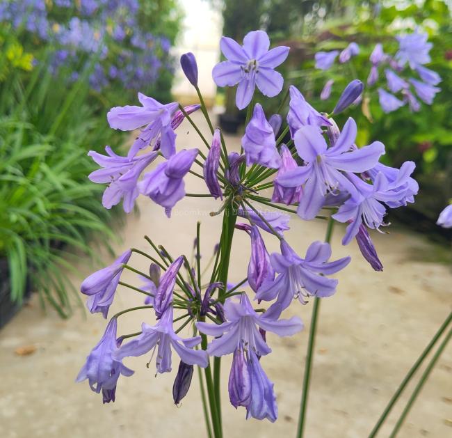 Agapanthus 'Lapis Lazuli' ®