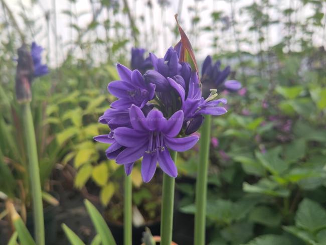 Agapanthus 'Pino' ®