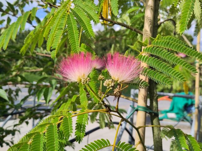 Albizia julibrissin 'Ombrella' Boubri