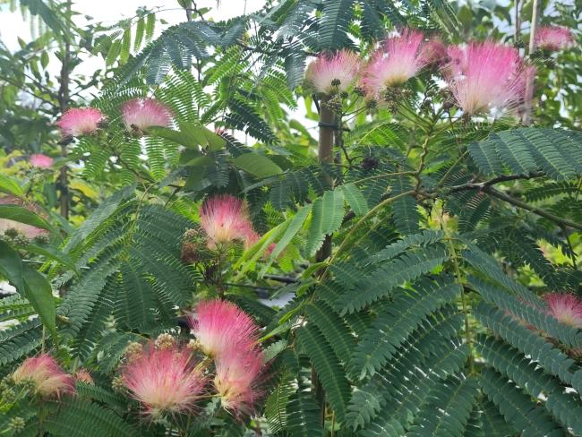 Albizia julibrissin 'Ombrella' Boubri