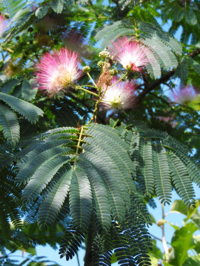Albizia julibrissin 'Ombrella' Boubri