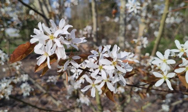Amelanchier arborea 'Robin Hill'