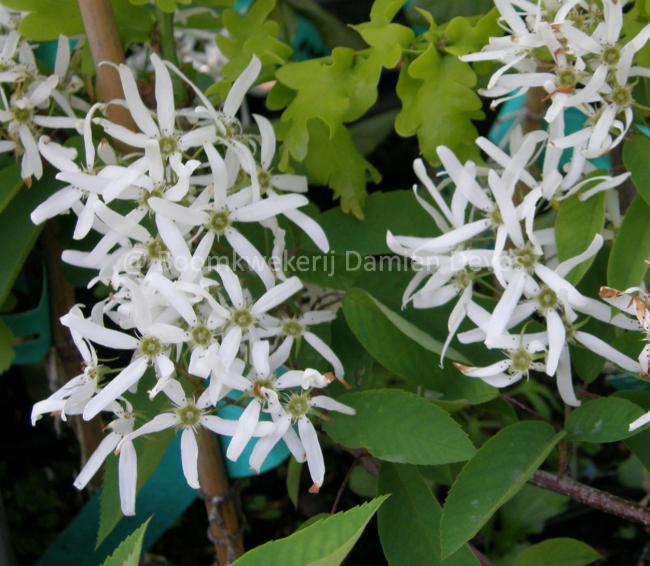 Amelanchier asiatica var sinica