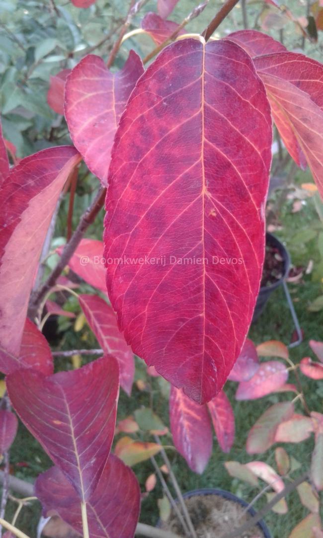 Amelanchier arborea 'Tradition' (= 'Tramzan')