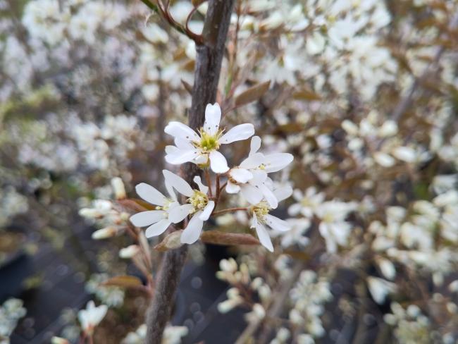 Amelanchier 'Ballerina'