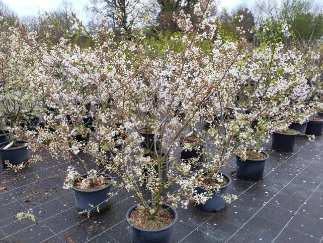Amelanchier 'Ballerina'