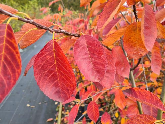 Amelanchier 'Ballerina'