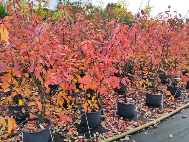 Amelanchier 'Ballerina'