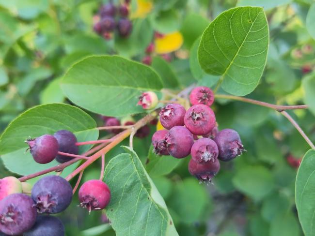 Amelanchier ovalis (= A. rotundifolia)