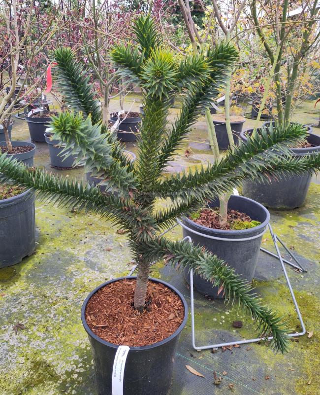 Araucaria araucana