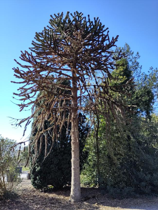 Araucaria araucana