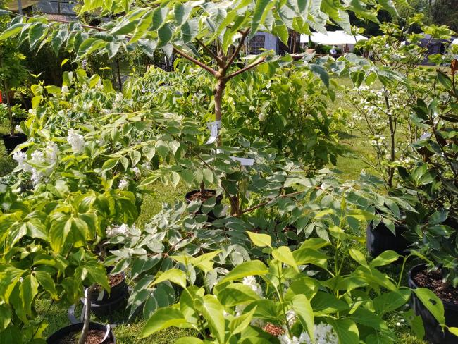 Aralia elata 'Aureovariegata'