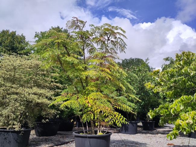 Aralia elata