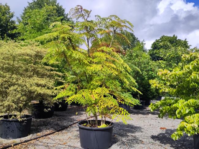 Aralia elata