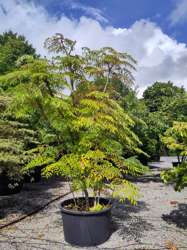 Aralia elata