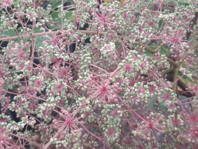 Aralia elata 'Silver Umbrella'