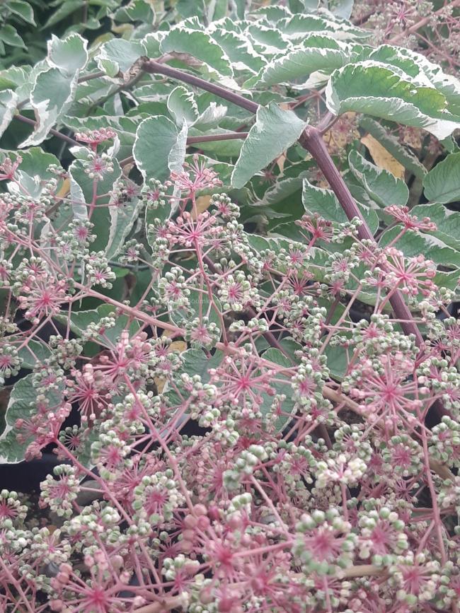 Aralia elata 'Silver Umbrella'