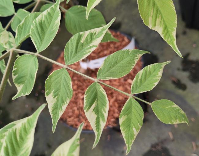 Aralia elata 'Variegata'