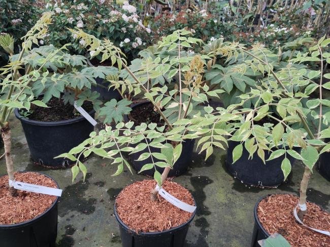 Aralia elata 'Variegata'