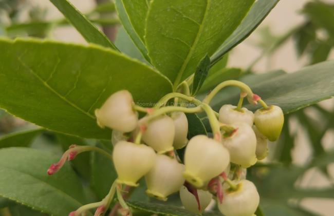 Arbutus unedo 'Peace & Love'