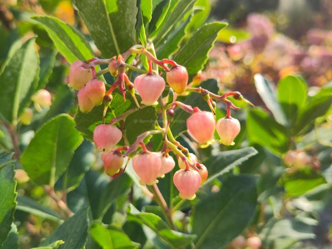 Arbutus unedo 'Rubra'