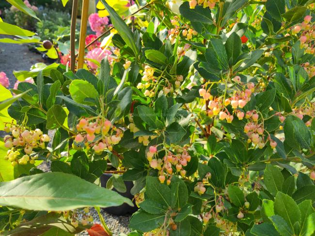 Arbutus unedo 'Rubra'