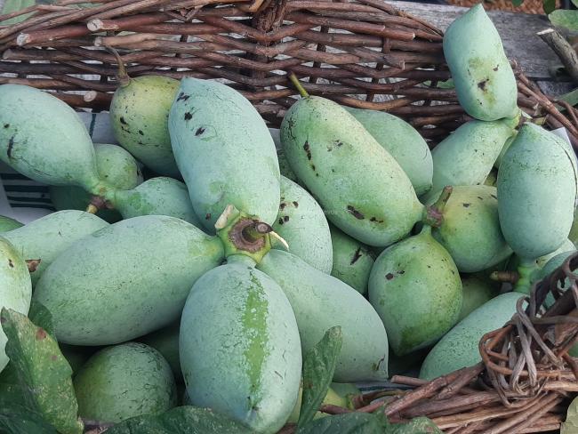 Asimina triloba 'Overleese'