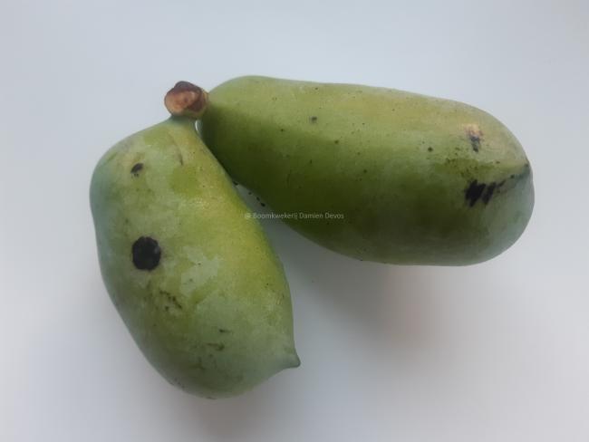 Asimina triloba 'Sunflower' (from seed)