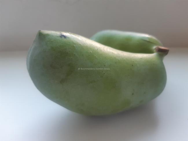 Asimina triloba 'Sunflower' (from seed)