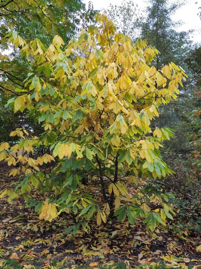 Asimina triloba 'Sunflower' (from seed)