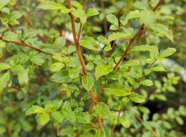 Azara microphylla