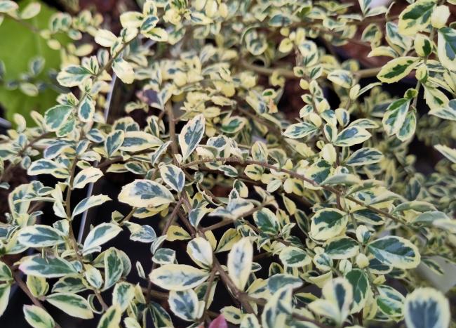 Azara microphylla 'Variegata'