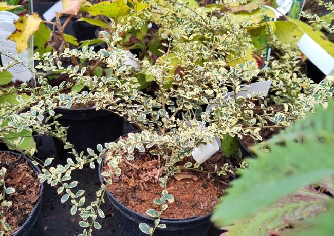 Azara microphylla 'Variegata'