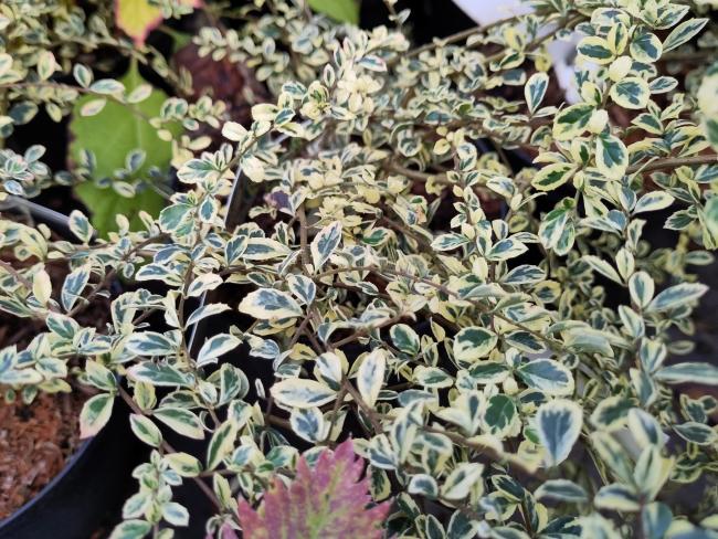 Azara microphylla 'Variegata'