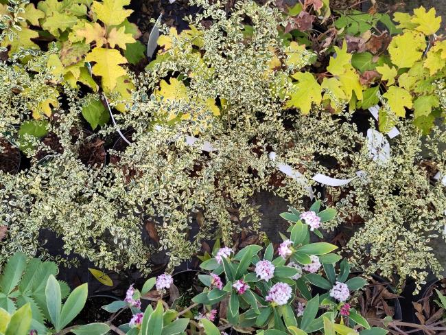 Azara microphylla 'Variegata'