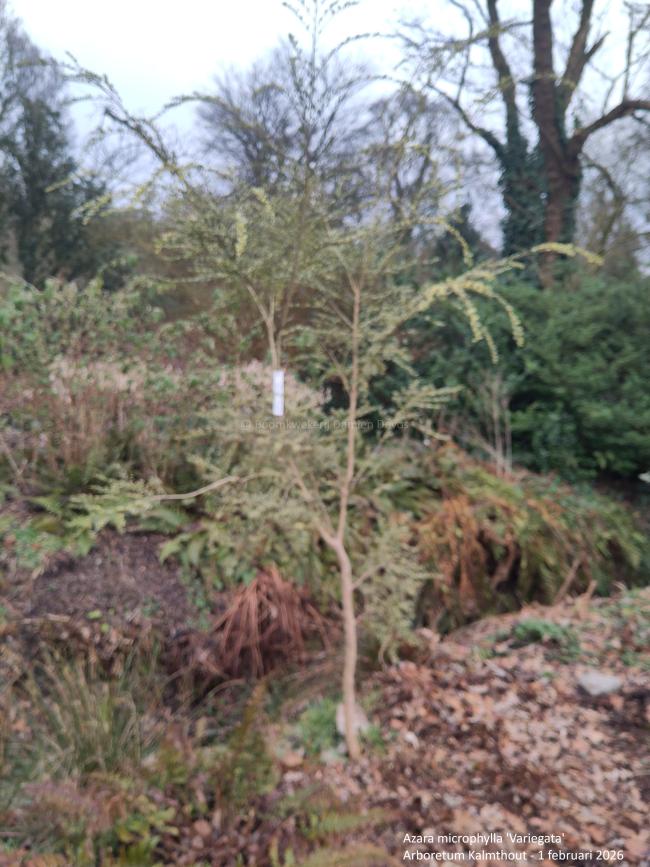 Azara microphylla 'Variegata'