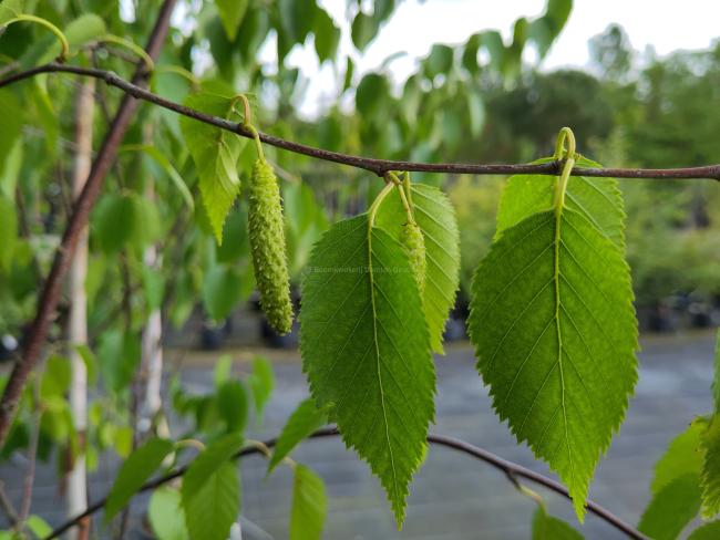 Betula albosinensis 'Fascination'