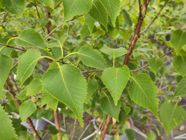 Betula ermanii 'Grayswood Hill'