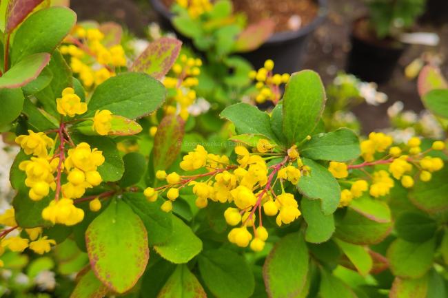Berberis 'Georgei'